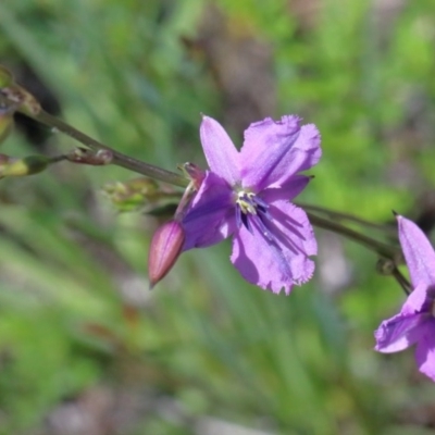 Arthropodium fimbriatum (Nodding Chocolate Lily) at O'Connor, ACT - 10 Nov 2020 by ConBoekel