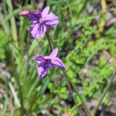 Arthropodium fimbriatum at O'Connor, ACT - 10 Nov 2020