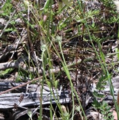 Arthropodium fimbriatum at O'Connor, ACT - 10 Nov 2020