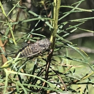 Atrapsalta furcilla at Bruce, ACT - 10 Nov 2020