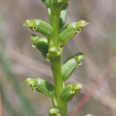 Microtis parviflora (Slender Onion Orchid) at O'Connor, ACT - 10 Nov 2020 by ConBoekel