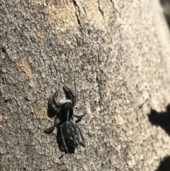 Ocrisiona sp. (genus) (Unidentified wasp mimic) at Bruce, ACT - 10 Nov 2020 by MattFox