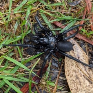 Atrax yorkmainorum at Cotter River, ACT - 8 Nov 2020