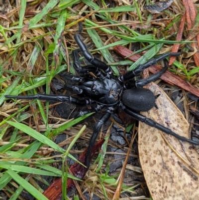 Atrax yorkmainorum (Funnel-web spider) at Bimberi Nature Reserve - 7 Nov 2020 by ABelley
