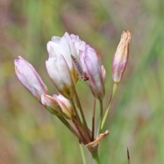 Nothoscordum borbonicum (Onion Weed) at O'Connor, ACT - 9 Nov 2020 by ConBoekel