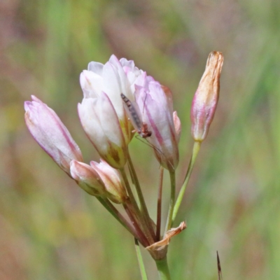 Nothoscordum borbonicum (Onion Weed) at O'Connor, ACT - 10 Nov 2020 by ConBoekel