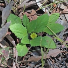 Cymbonotus sp. (preissianus or lawsonianus) (Bears Ears) at O'Connor, ACT - 10 Nov 2020 by ConBoekel