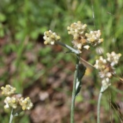 Pseudognaphalium luteoalbum (Jersey Cudweed) at O'Connor, ACT - 10 Nov 2020 by ConBoekel