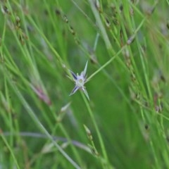 Juncus bufonius (Toad Rush) at O'Connor, ACT - 9 Nov 2020 by ConBoekel