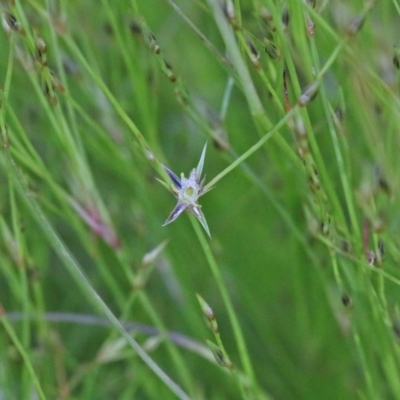 Juncus bufonius (Toad Rush) at O'Connor, ACT - 9 Nov 2020 by ConBoekel