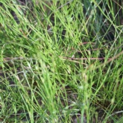 Juncus bufonius at O'Connor, ACT - 10 Nov 2020 10:05 AM