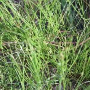 Juncus bufonius at O'Connor, ACT - 10 Nov 2020 10:05 AM