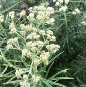 Cassinia longifolia at Bruce, ACT - 2 Nov 2020