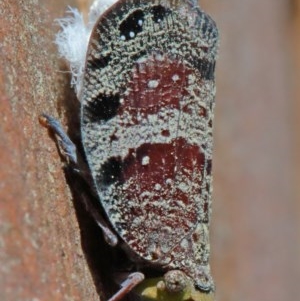 Platybrachys decemmacula at O'Connor, ACT - 10 Nov 2020