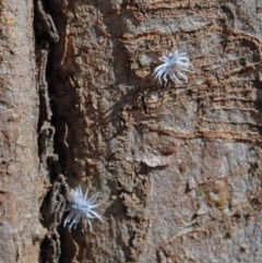 Platybrachys decemmacula at O'Connor, ACT - 10 Nov 2020