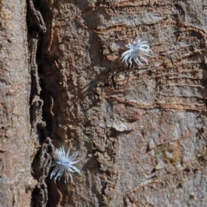 Platybrachys decemmacula at O'Connor, ACT - 10 Nov 2020