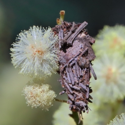 Psychidae (family) IMMATURE (Unidentified case moth or bagworm) at O'Connor, ACT - 10 Nov 2020 by ConBoekel