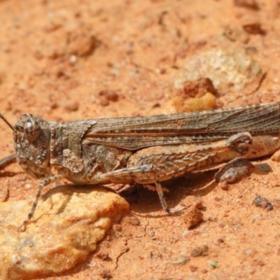 Urnisa guttulosa (Common Urnisa) at O'Connor, ACT - 8 Nov 2020 by ConBoekel