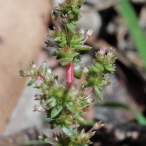 Crassula sieberiana at O'Connor, ACT - 8 Nov 2020