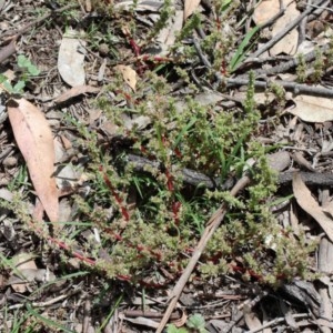 Crassula sieberiana at O'Connor, ACT - 8 Nov 2020 12:02 PM