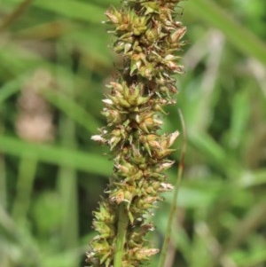 Carex appressa at O'Connor, ACT - 8 Nov 2020