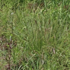 Carex appressa at O'Connor, ACT - 8 Nov 2020