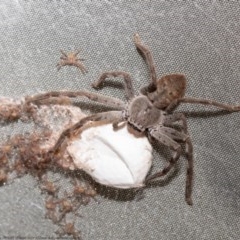 Isopedella pessleri (A huntsman spider) at Macgregor, ACT - 11 Nov 2020 by Roger