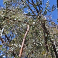 Eucalyptus cinerea subsp. cinerea at O'Connor, ACT - 8 Nov 2020 11:01 AM