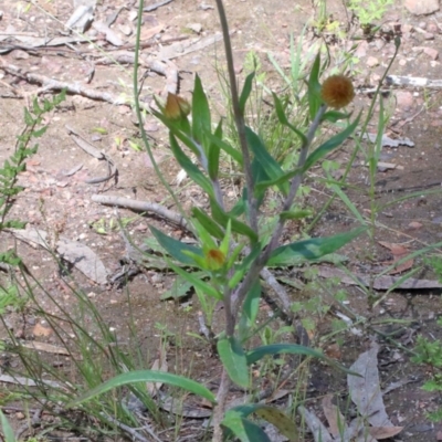 Coronidium oxylepis subsp. lanatum (Woolly Pointed Everlasting) at O'Connor, ACT - 8 Nov 2020 by ConBoekel