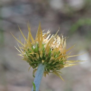 Coronidium oxylepis subsp. lanatum at O'Connor, ACT - 8 Nov 2020