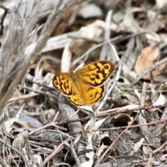 Heteronympha merope (Common Brown Butterfly) at Wolumla, NSW - 8 Nov 2020 by RossMannell