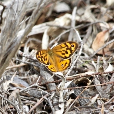 Heteronympha merope (Common Brown Butterfly) at Wolumla, NSW - 8 Nov 2020 by RossMannell