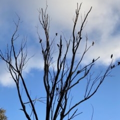 Callocephalon fimbriatum (Gang-gang Cockatoo) at Hughes, ACT - 8 Nov 2020 by JW