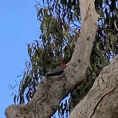 Callocephalon fimbriatum (Gang-gang Cockatoo) at Deakin, ACT - 7 Nov 2020 by JW