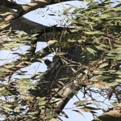 Callocephalon fimbriatum (Gang-gang Cockatoo) at Garran, ACT - 11 Nov 2020 by Flutteringsparrow2