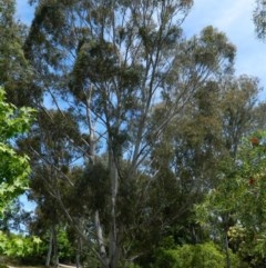 Eucalyptus mannifera at Aranda, ACT - 10 Nov 2020 03:17 PM