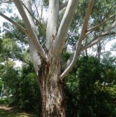 Eucalyptus mannifera at Aranda, ACT - 10 Nov 2020 03:17 PM