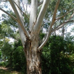 Eucalyptus mannifera at Aranda, ACT - 10 Nov 2020 03:17 PM