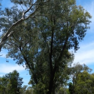 Eucalyptus sideroxylon at Aranda, ACT - 11 Nov 2020