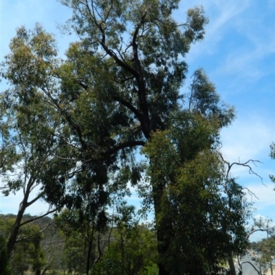Eucalyptus sideroxylon (Mugga Ironbark) at Aranda, ACT - 10 Nov 2020 by petaurus