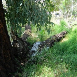 Eucalyptus sideroxylon at Aranda, ACT - 11 Nov 2020