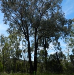 Eucalyptus sideroxylon (Mugga Ironbark) at Aranda, ACT - 10 Nov 2020 by petaurus