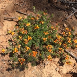 Pultenaea subspicata at Majura, ACT - 7 Nov 2020