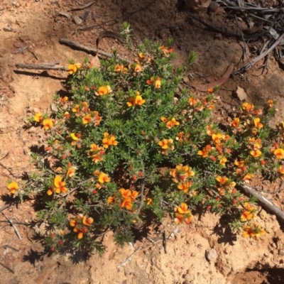 Pultenaea subspicata (Low Bush-pea) at Majura, ACT - 7 Nov 2020 by WalterEgo