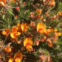 Pultenaea subspicata at Majura, ACT - 7 Nov 2020 03:24 AM