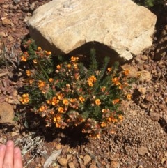 Pultenaea subspicata at Majura, ACT - 7 Nov 2020 03:24 AM