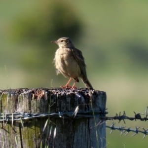 Anthus australis at Paddys River, ACT - 9 Nov 2020