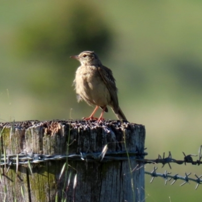 Anthus australis (Australian Pipit) at Paddys River, ACT - 9 Nov 2020 by RodDeb