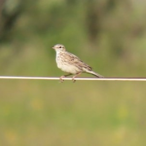 Anthus australis at Paddys River, ACT - 9 Nov 2020