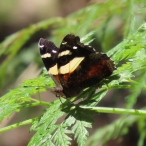 Vanessa itea at Paddys River, ACT - 9 Nov 2020 01:37 PM